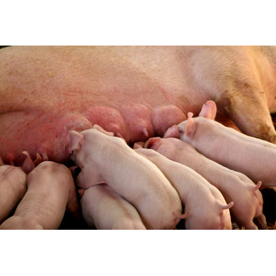 Hungry Piglets by Edhor - No Frame Art Prints on Canvas