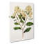 Kumarahou Flowers by Sarah Featon - Wrapped Canvas-55304255