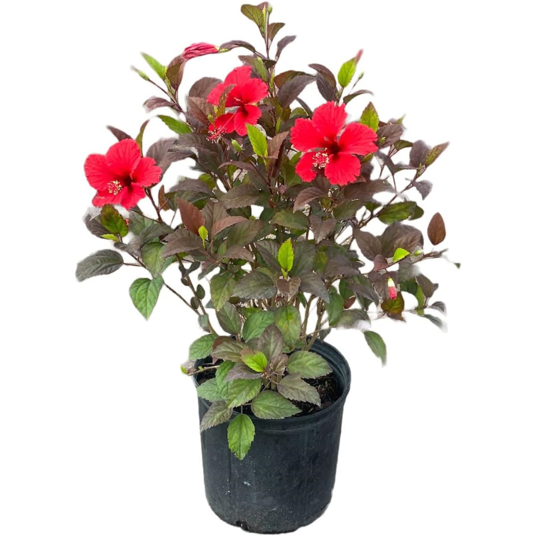 Flowering American Plant Exchange Hibiscus Red Hot, Multi-Color Live Plant, 10-Inch Pot, Tropical Shrub Perfect for Home and Garden American Plant Exchange