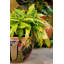 Pot à fleurs Talavera 13 po Talavera-51307857