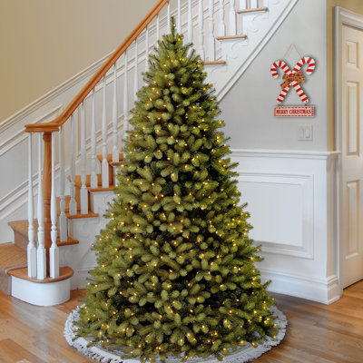 Downswept Douglas Fir Tree with Clear Lights