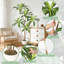 Faux Plant-1311593137