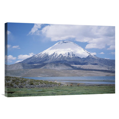 " Lake Chungara And Parincota Volcano With Vicuna Herd, Lauca NP, Chile "