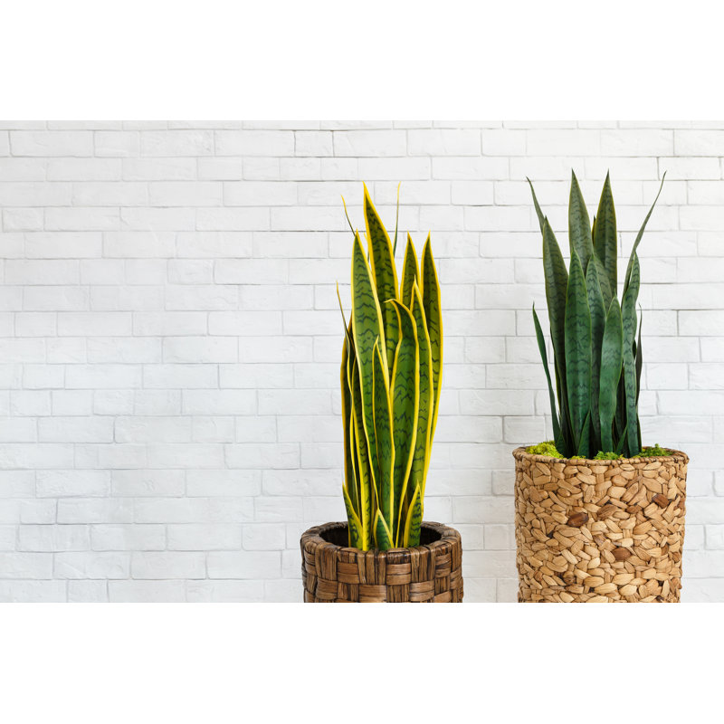 Sansevieria Trifasciata In Pots Over White Brick Wall - Wrapped Canvas Print, 30cm H x 46cm W