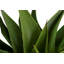 82cm Faux Agave Plant in Pot