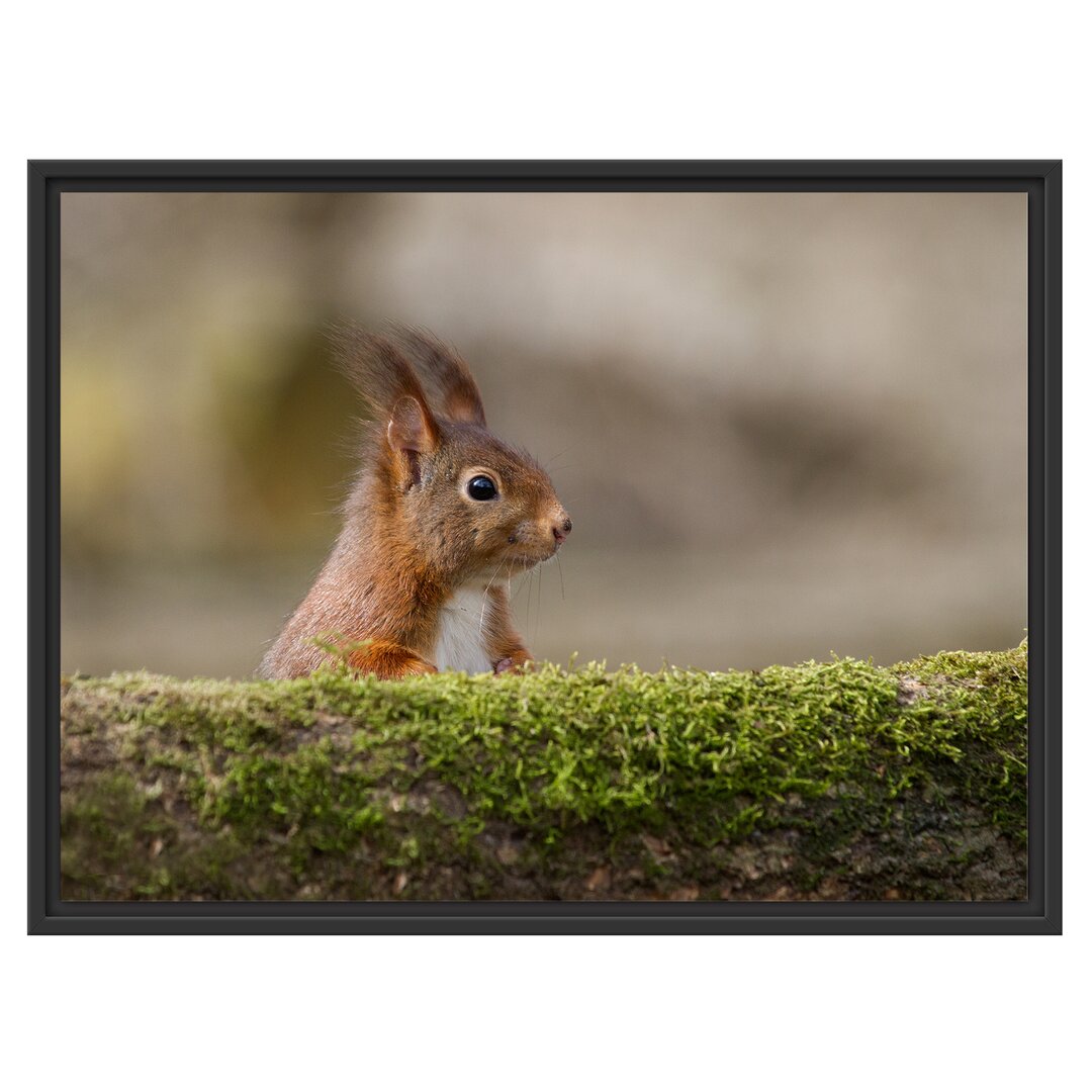 Gerahmtes Wandbild Eichhörnchen hinter Baumstamm