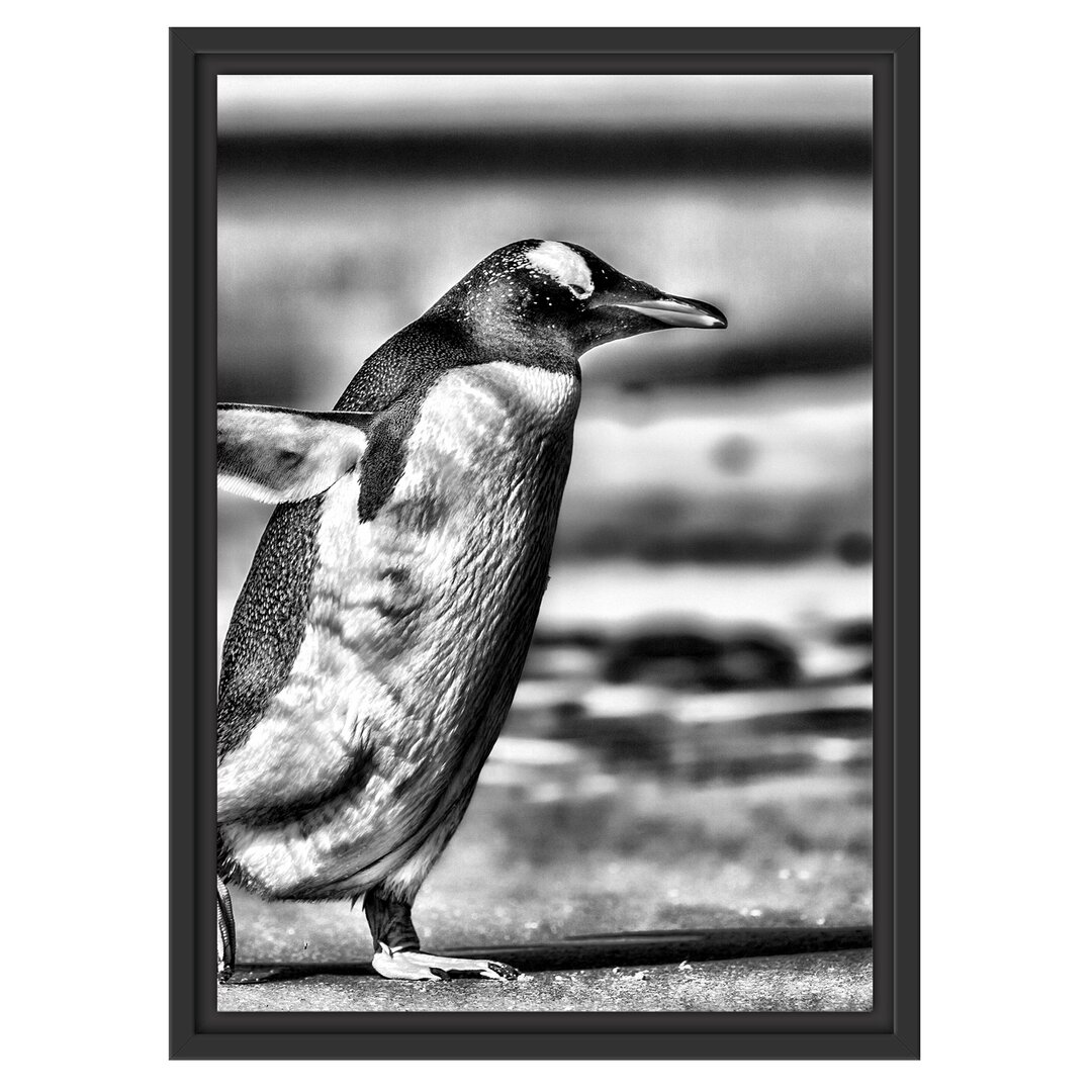 Gerahmtes Wandbild Pinguin am Strand