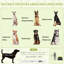 Tente escamotable pour chien pour très grands et grands chiens