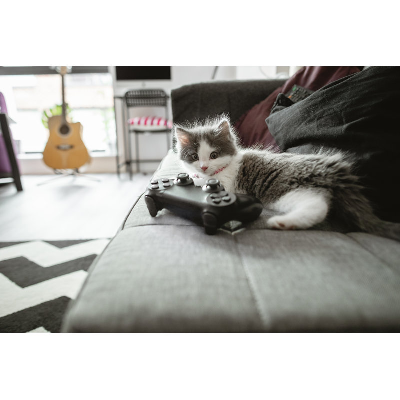 Chaton se détendant à la maison par Solstock, H 12 po x l 18 po
