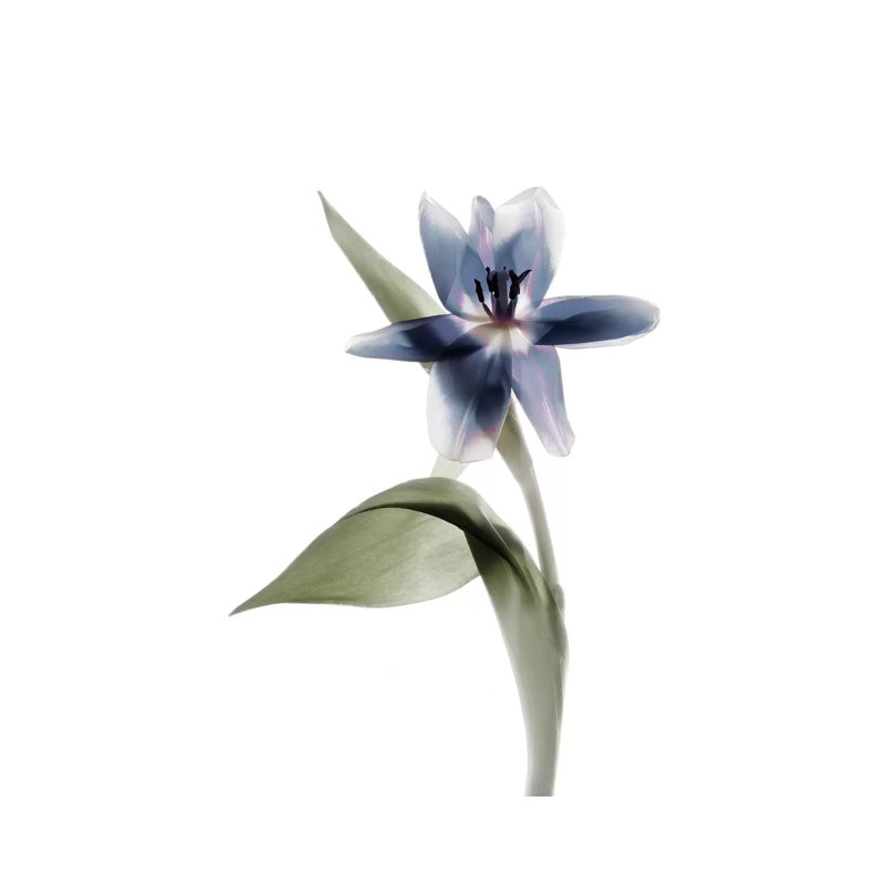 X-Ray Tulip VII by Judy Stalus - Wrapped Canvas Print, 66.04 cm H x 45.72 cm W
