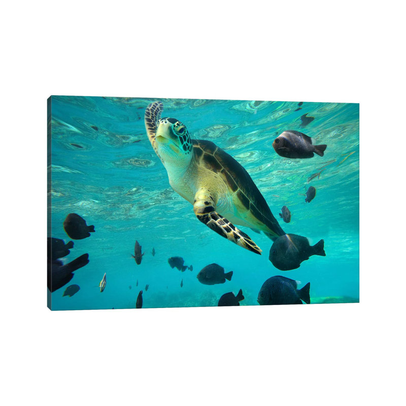 Green Sea Turtle, Balicasag Island, Philippines III by Tim Fitzharris - Wrapped Canvas Print