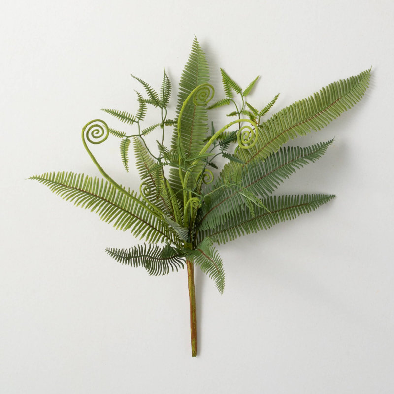 Arrangement fougère
