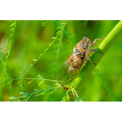 Fikriye " Cicada Sits "