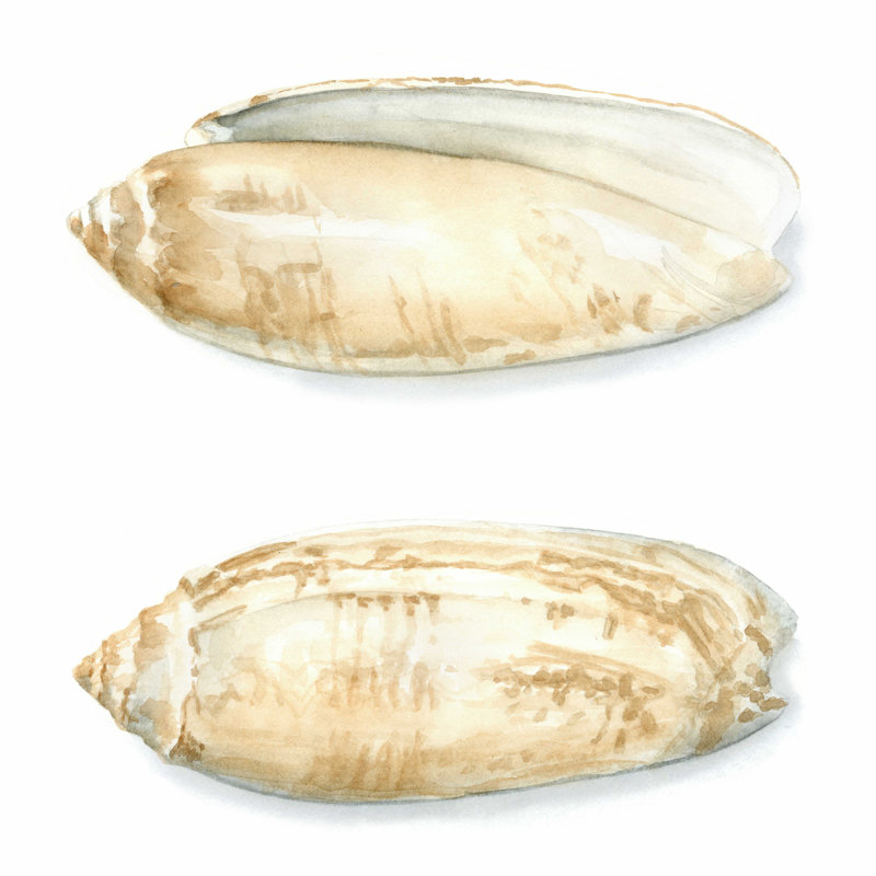 Coquilles d'aquarelle V, H 20 po x l 20 po x P 1,25 po