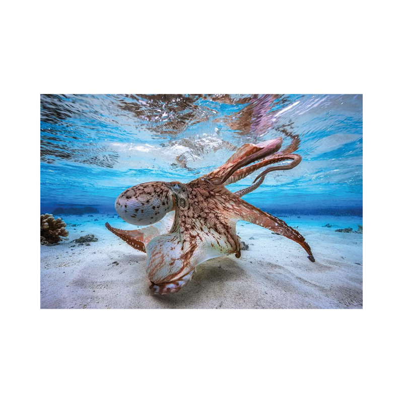 Dancing Octopus by Barathieu Gabriel - Print on Canvas, Wrapped Canvas, 30.48 cm H x 45.72 cm W