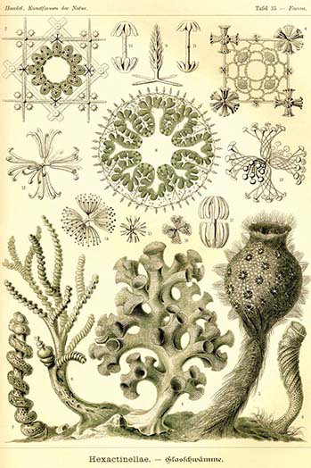 Impression d’art graphique, « hexactinellae » par ernst haeckel, H 66 po x l 44 po x P 1,5 po