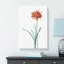 Guernsey Lily Flower by Pierre-Joseph Redoute - Wrapped Canvas-55359945