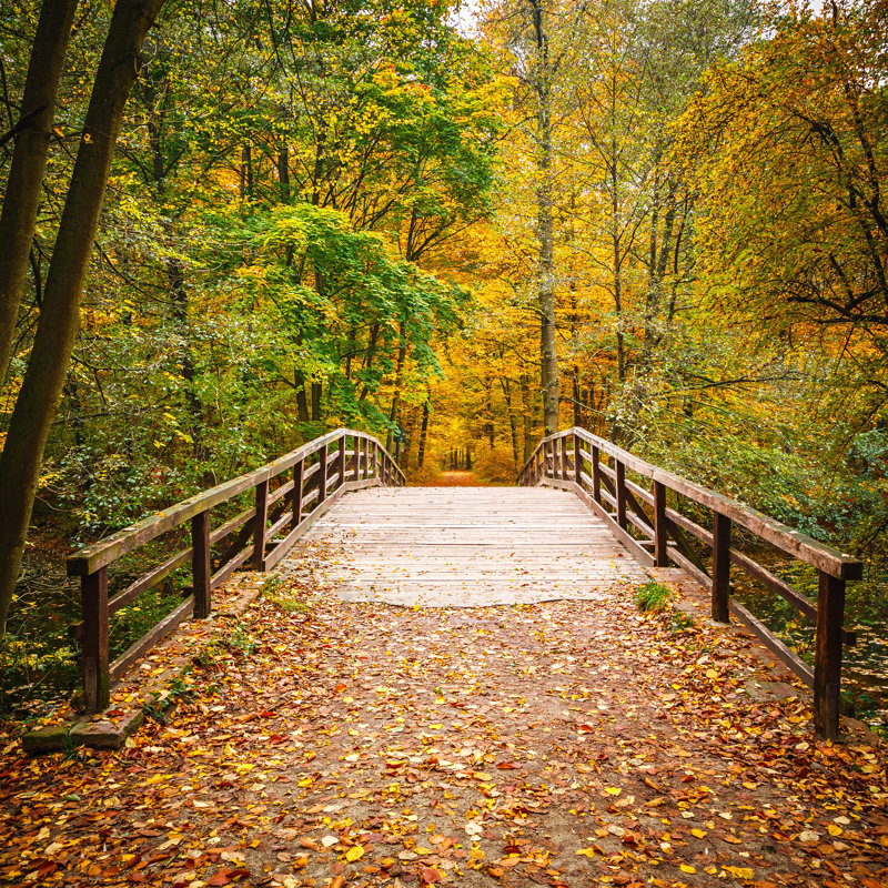 Bridge In Autumn Forest - Wrapped Canvas Print, 91cm H x 91cm W x 3.8cm D