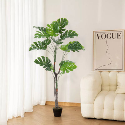 155cm Plant
