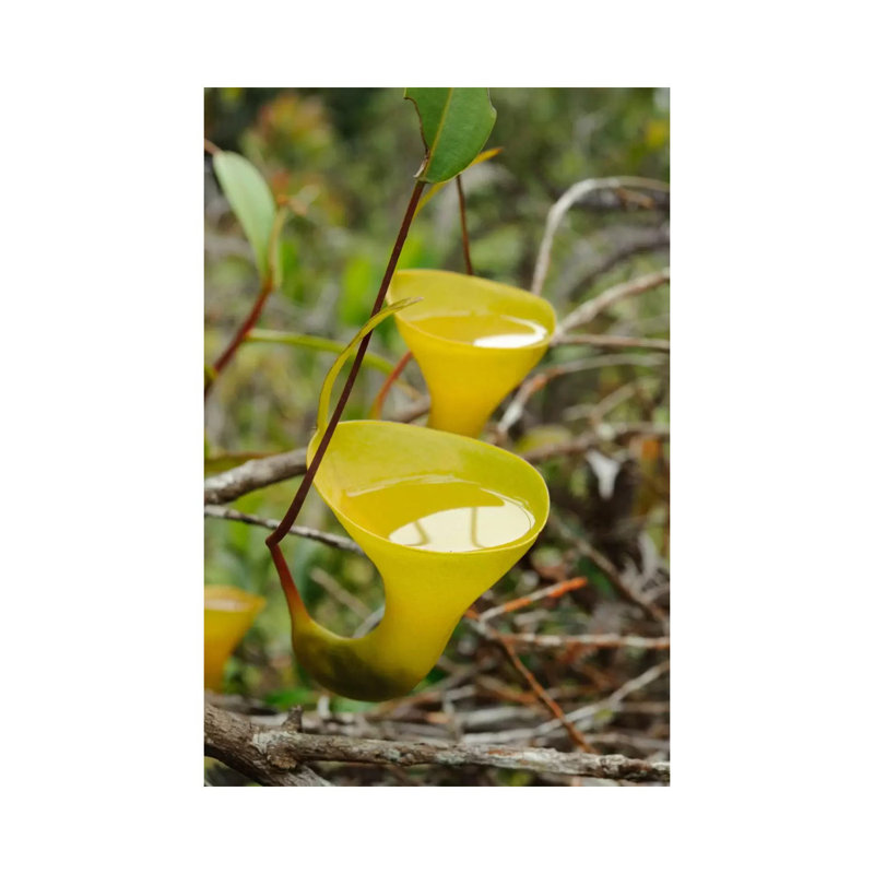 Ch'ien Lee - Wrapped Canvas Print, 101.6 cm H x 66.04 cm W x 3.175 cm D