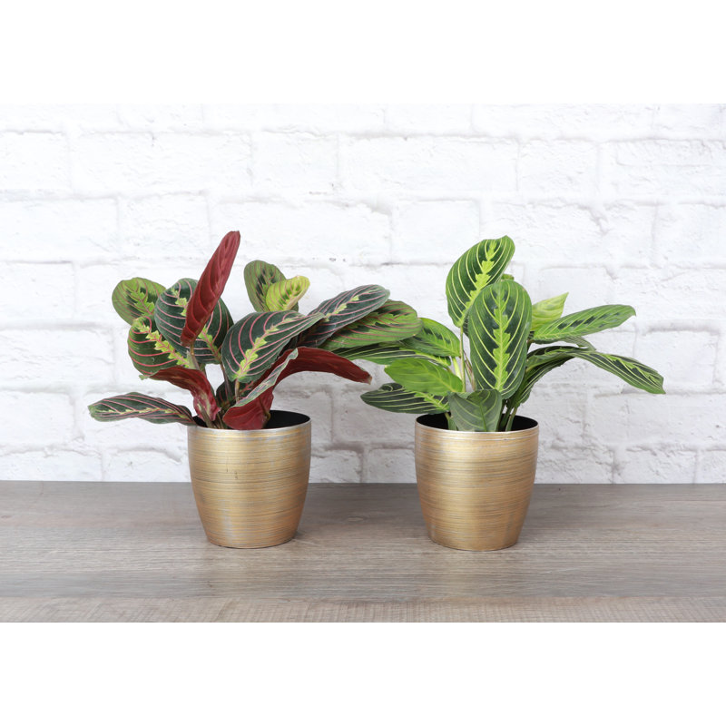 Live Prayer Plant Set in Classic Pots, Gold