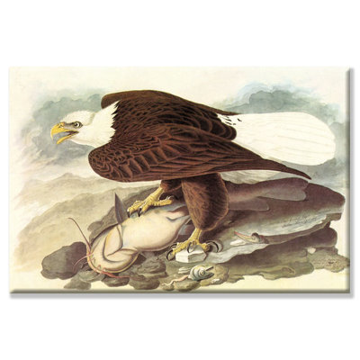 Chauve eagle 2, reproduction d’art sur toile tendue