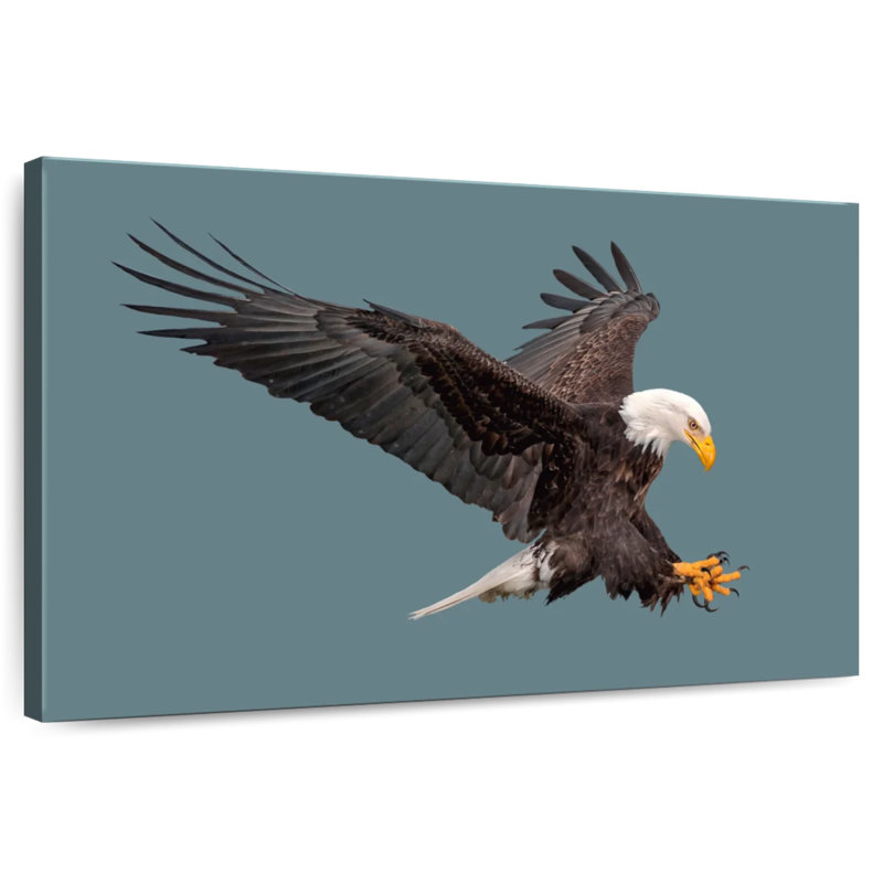 Brampt Predator Bald Eagle, 24" H x 36" W