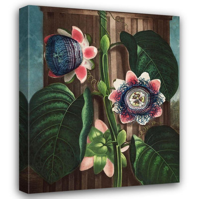 Thornton, Robert John Gallery Canvas Art: The Quadrangular Passion Flower from The Temple of Flora