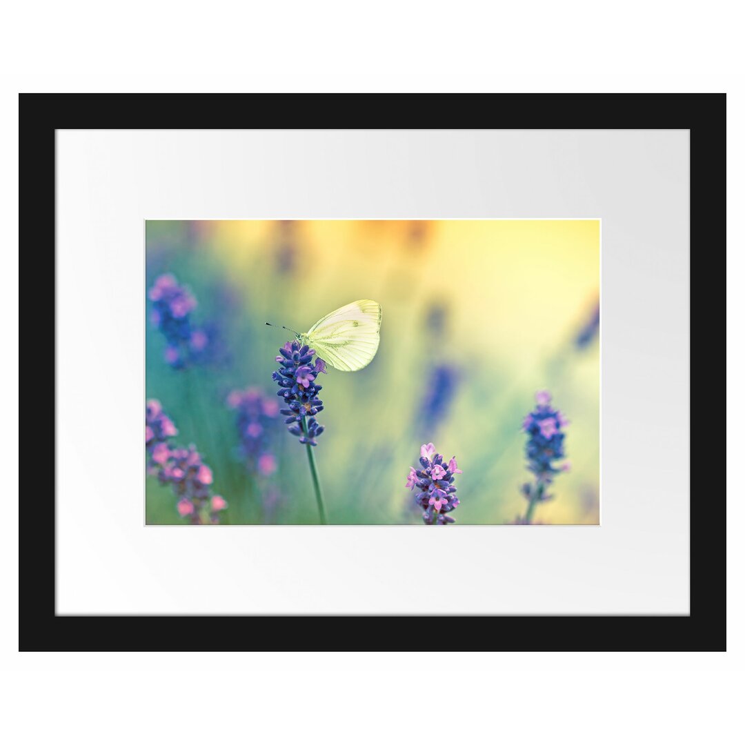 Gerahmtes Poster Schmetterling auf Lavendel