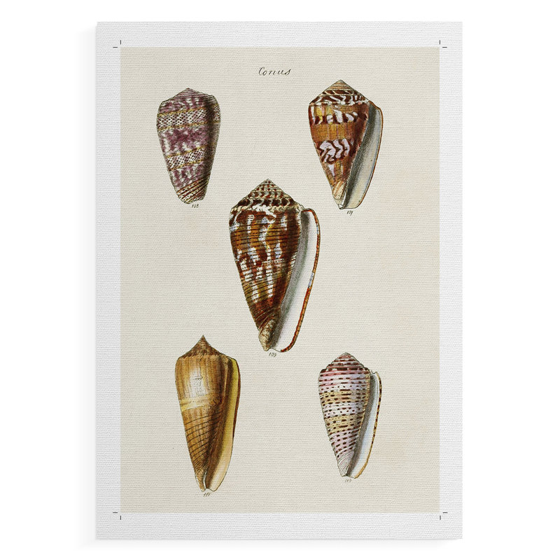 Cone Shell Collection VI - Impression sur toile seulement - NON-CADRE, H 18 po x l 12 po