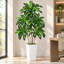 Arbre artificiel Dracaena de 1,5 m, plante Dracaena fragrans à plusieurs têtes avec pot blanc, feuilles réalistes aux tons jaunes, plante d'intérieur facile d'entretien pour la décoration de la maison et du bureau extérieur couvert-129867221