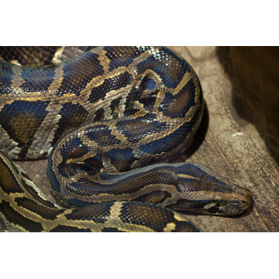 " Burmese Python " by Wrangel