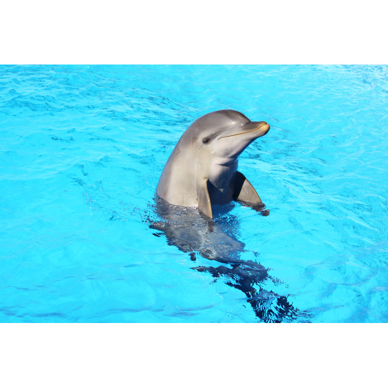 Beautiful Dolphin - Wrapped Canvas Print, 81cm H x 122cm W x 3.8cm D