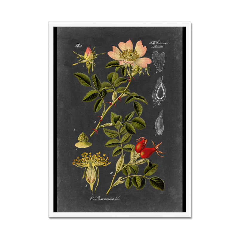 Midnight Botanical I by Vision Studio - Print, 50cm H x 34cm W, White Framed Paper Print