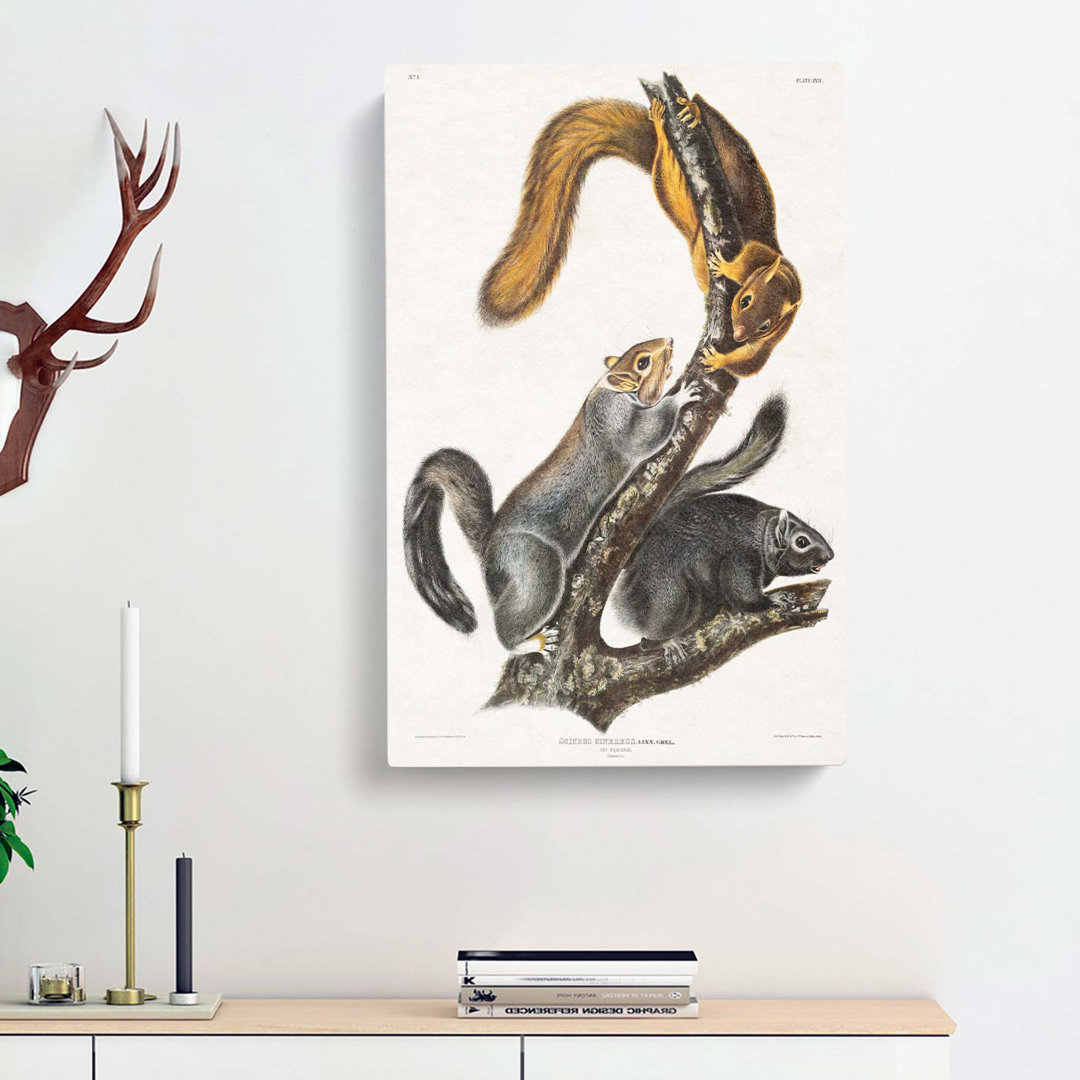Cat Squirrels by J.W. Audubon - Wrapped Canvas