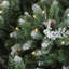 6.5' Pre-Lit Frosted Sierra Fir Artificial Christmas Tree - Warm White LED Lights
