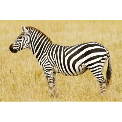 Masai Mara Zebra by Tankbmb - Wrapped Canvas Print