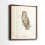 Scops Eared Owl - reproduction encadrée de qualité supérieure - prête à être accrochée - aucun clou requis - aucun clou requis-191032652-191032653