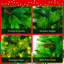 Arbre de Noël vert gazon 6 pi, pin à grandes branches, ensemble pré-éclairé avec arbre, guirlande et couronne, arbre de Noël artificiel avec pommes de pin, arbre de Noël à charnières, pour la fête des Fêtes