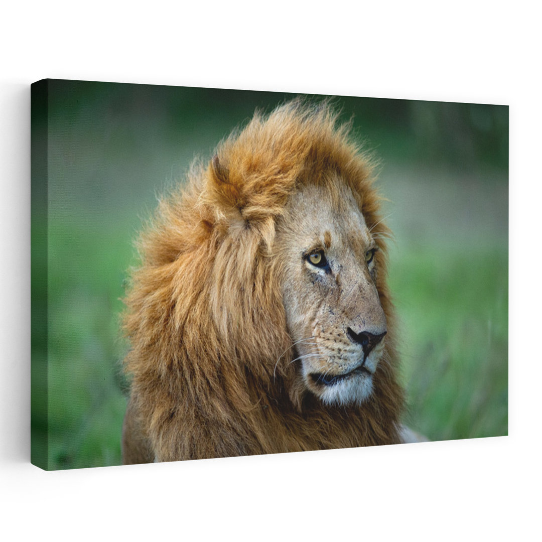 Majestic Lion Gaze Contemporary Wall Art Print