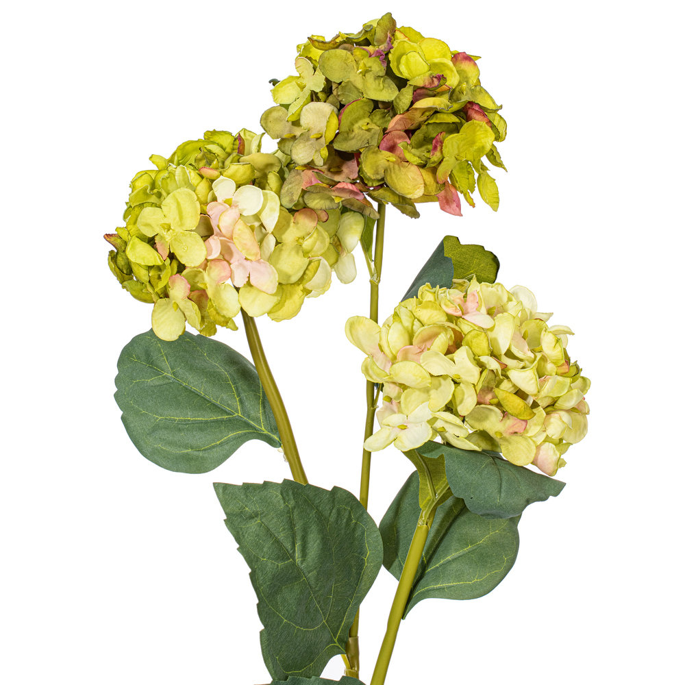 Ranbir Hydrangea Stems, Green