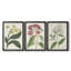 Antique Botanical Collection X - Toile tendue avec châssis sur mesure - 3 pièces-117238583-117238584