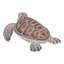Petite tortue de mer