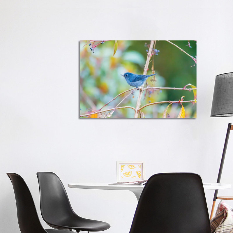 Central America, Costa Rica. Male Slaty Flowerpiercer. by Jaynes Gallery - Wrapped Canvas Gallery-Wrapped Canvas Giclée