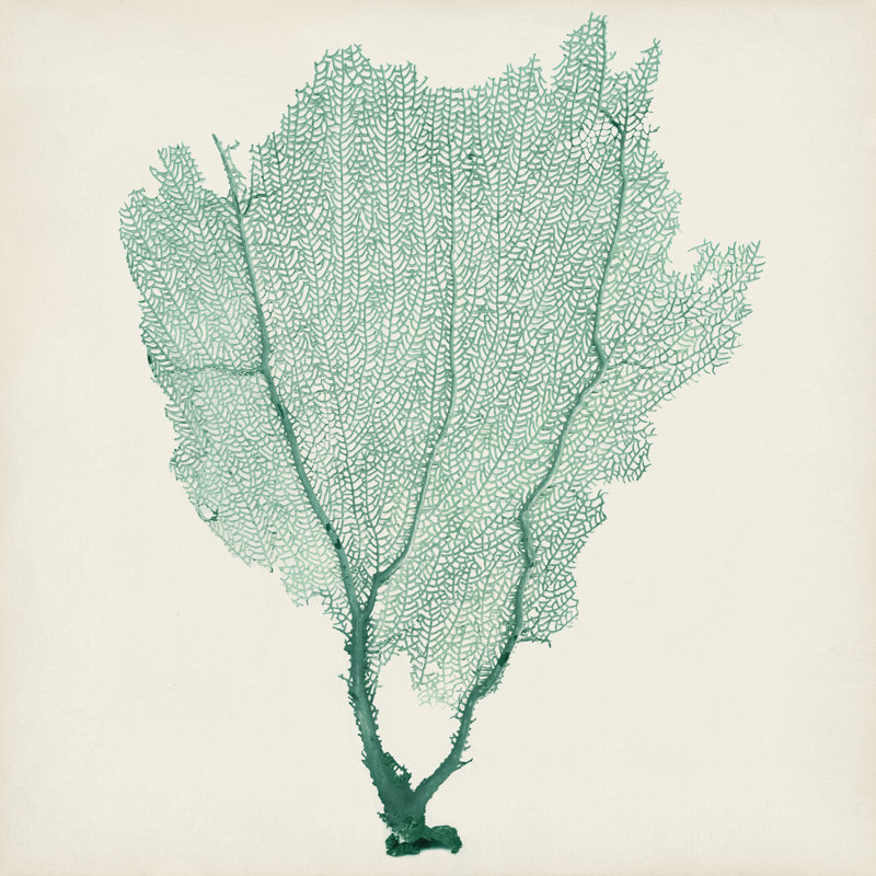 «Sea Fan I» par Vision Studio, reproduction d'art sur toile, H 36 po x l 36 po, Toile tendue