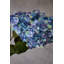 Fiori Hydrangea Arrangement