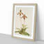 Magnolia Flowers Illustration Tab. 38 by Frederick Sander - Picture Frame Painting Print-55759280-55759281