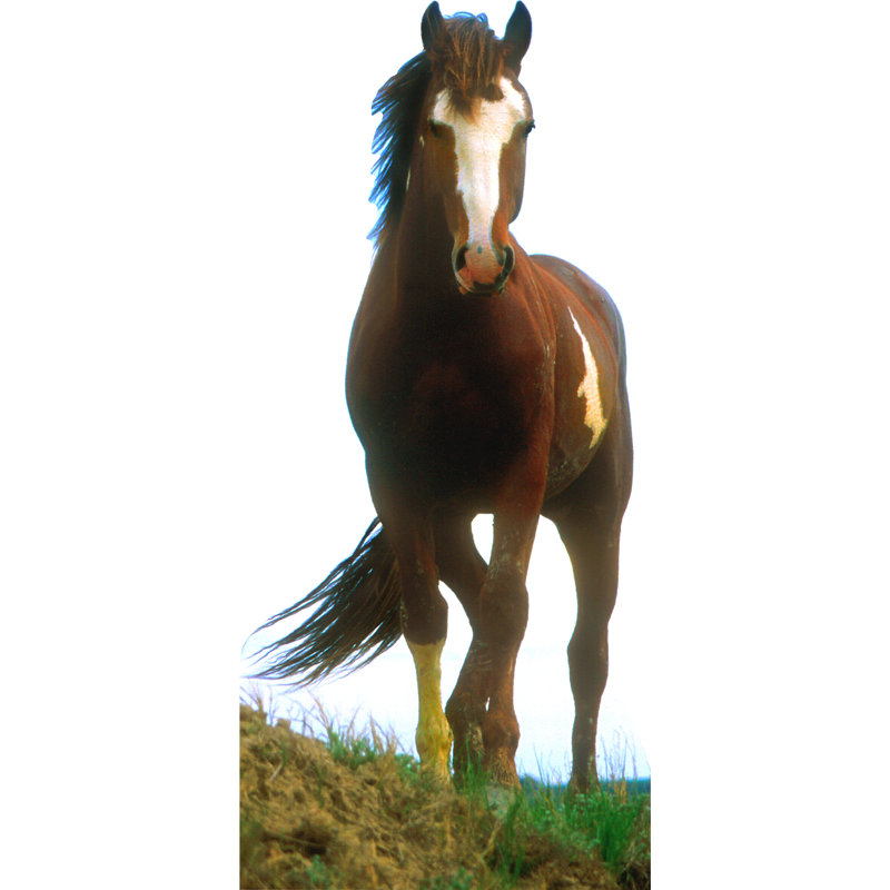 Life-Size Brown and White Mustang Horse Cardboard Standup