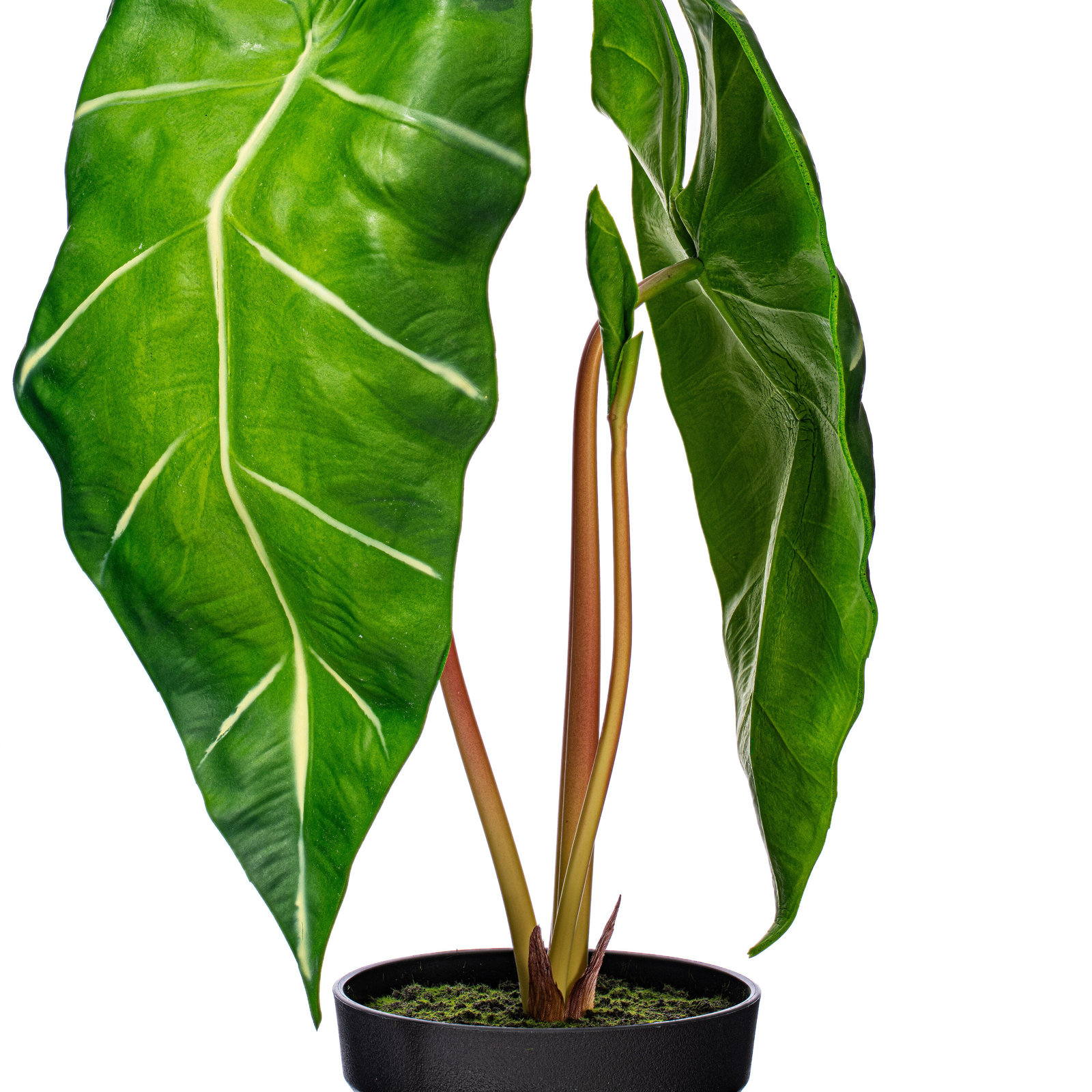 24" Alocasia Zebrina Potted Plant