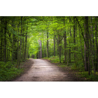 Randonnée pédestre dans la forêt - Photographie sur toile tendue